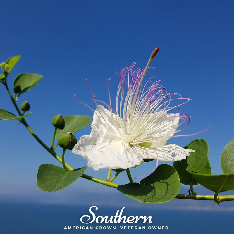 Load image into Gallery viewer, Caper Bush – 10 Seeds
