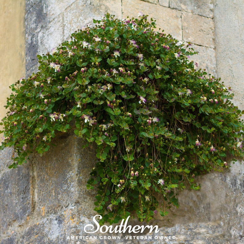Load image into Gallery viewer, Caper Bush – 10 Seeds
