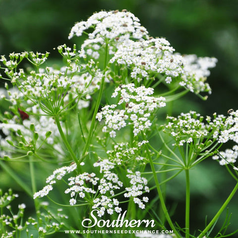 Caraway – 150 Seeds, additional product view 2