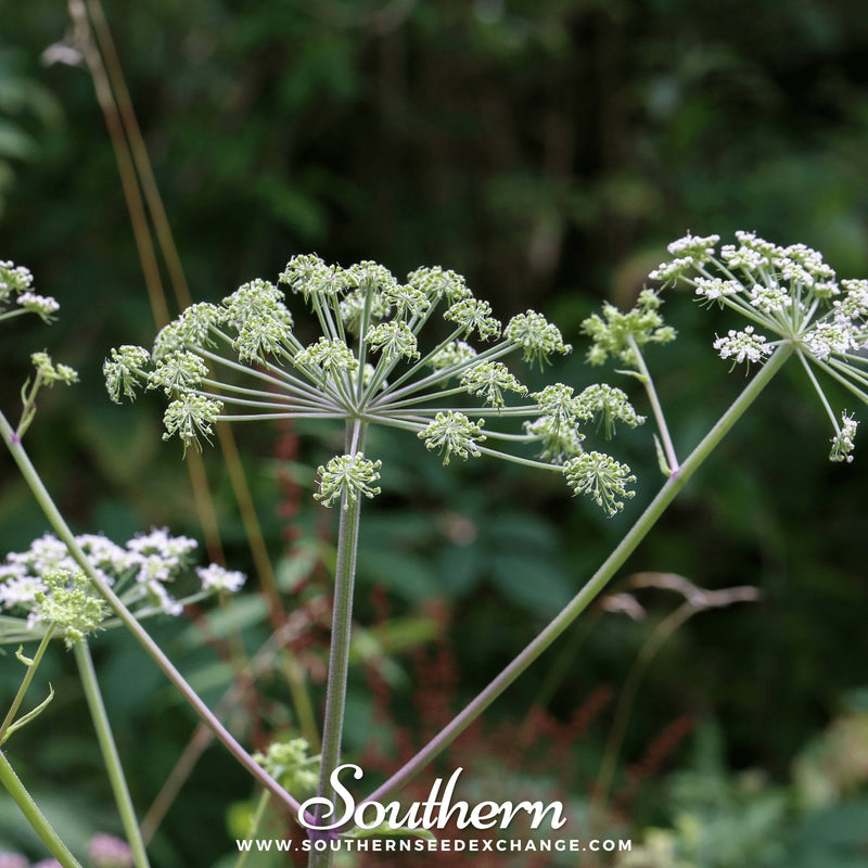 Load image into Gallery viewer, Caraway – 150 Seeds
