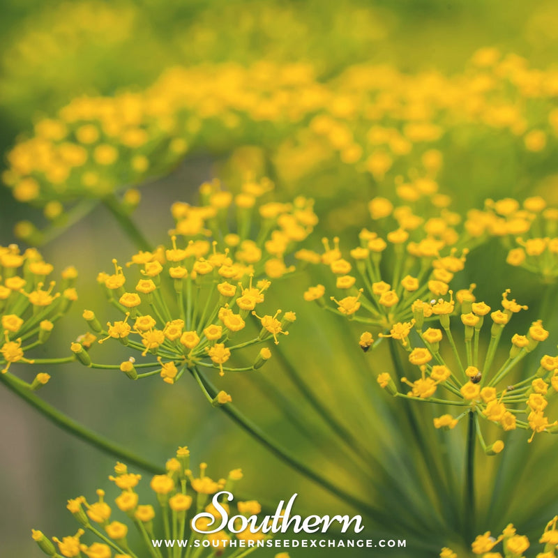 Load image into Gallery viewer, Caraway – 150 Seeds
