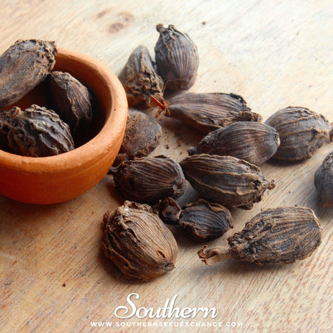 Black Cardamom seeds package, 10 count, GrowTime Garden Supply