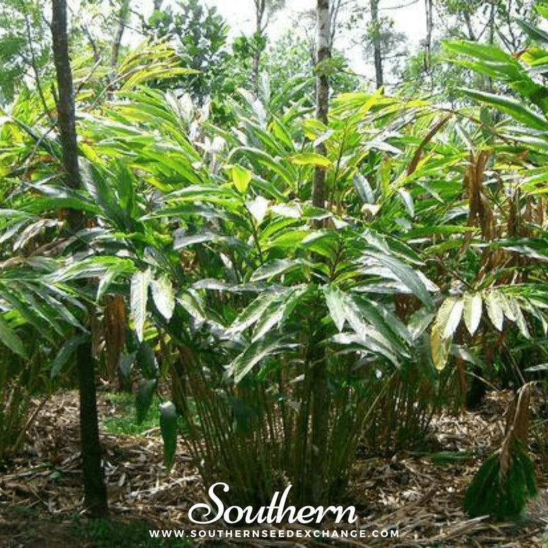 Load image into Gallery viewer, Black Cardamom – 10 Seeds
