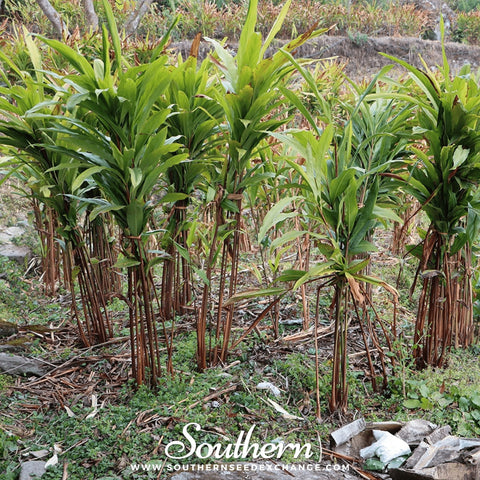 Black Cardamom – 10 Seeds, additional product view 2