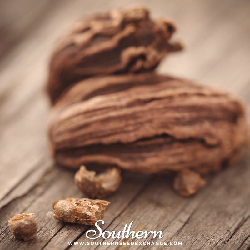 Load image into Gallery viewer, Black Cardamom – 10 Seeds
