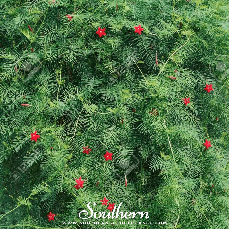 Load image into Gallery viewer, Cardinal Climber – 30 Seeds
