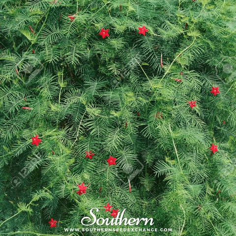 Cardinal Climber – 30 Seeds, additional product view 2