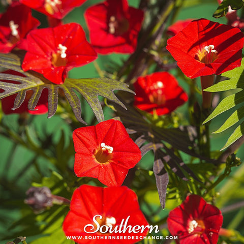 Cardinal Climber seeds package, 30 count, GrowTime Garden Supply