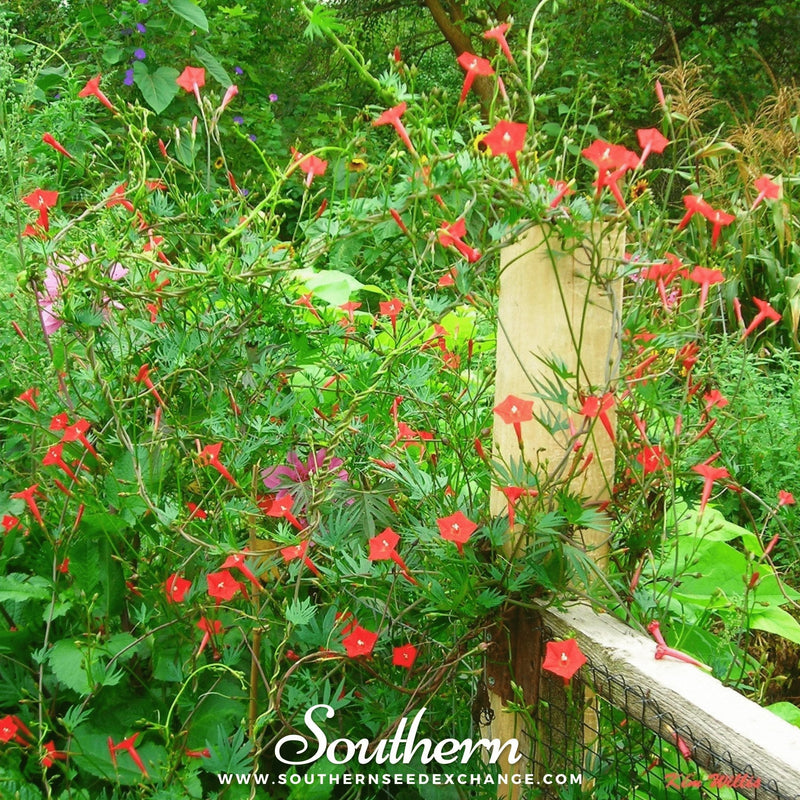 Load image into Gallery viewer, Cardinal Climber – 30 Seeds
