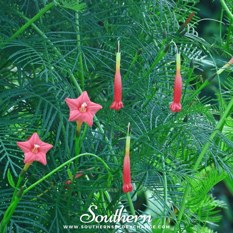 Load image into Gallery viewer, Cardinal Climber – 30 Seeds
