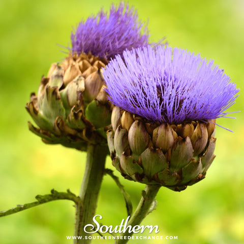 Cardoon seeds package, 25 count, GrowTime Garden Supply