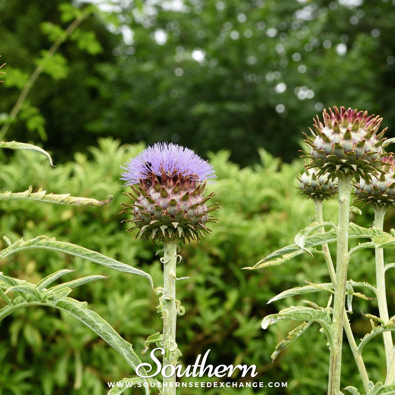 Load image into Gallery viewer, Cardoon – 25 Seeds
