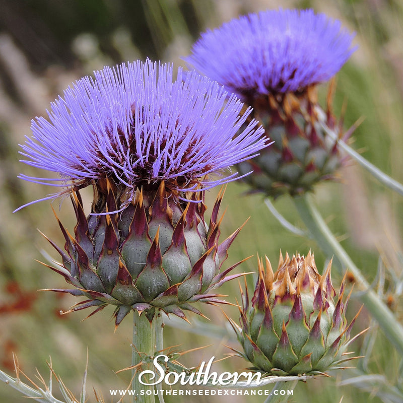 Load image into Gallery viewer, Cardoon – 25 Seeds
