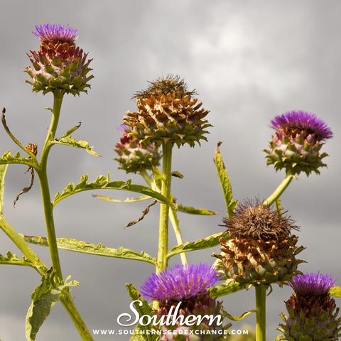 Cardoon – 25 Seeds, additional product view 2