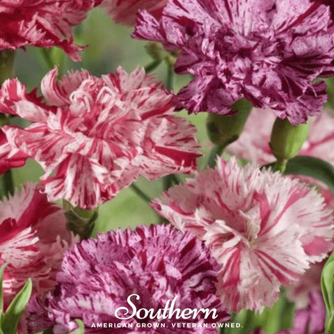 Chabaud Picotee Carnation Mix 25 Seeds