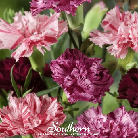Chabaud Picotee Carnation Mix – 25 Seeds, additional product view 2
