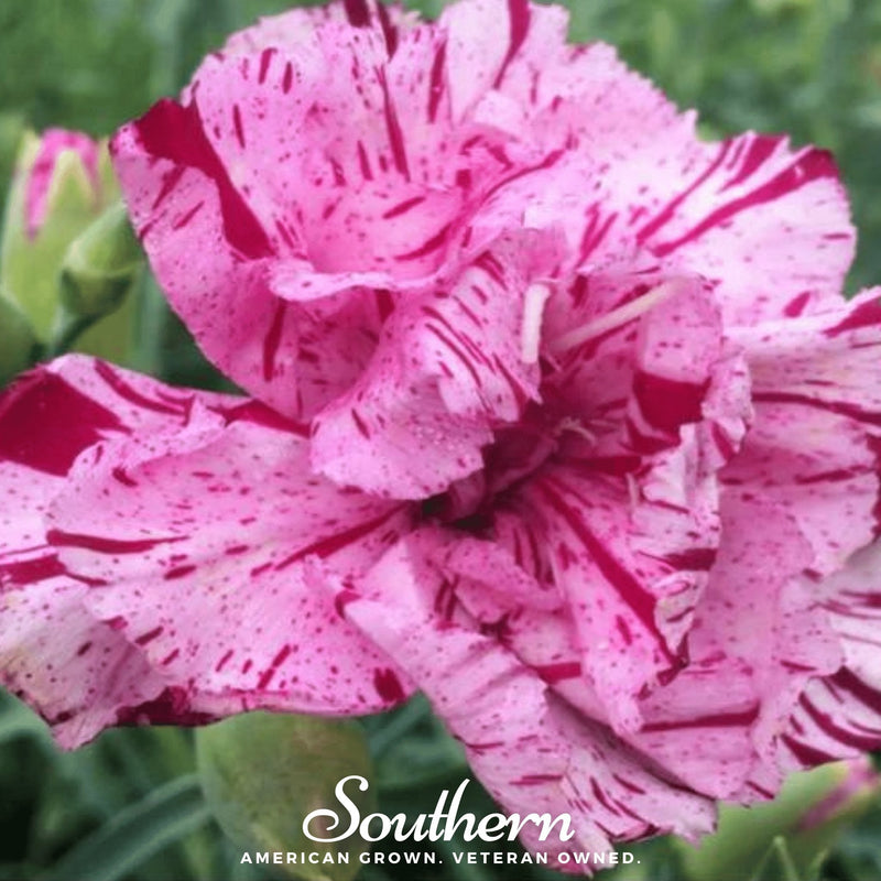 Load image into Gallery viewer, Chabaud Picotee Carnation Mix – 25 Seeds

