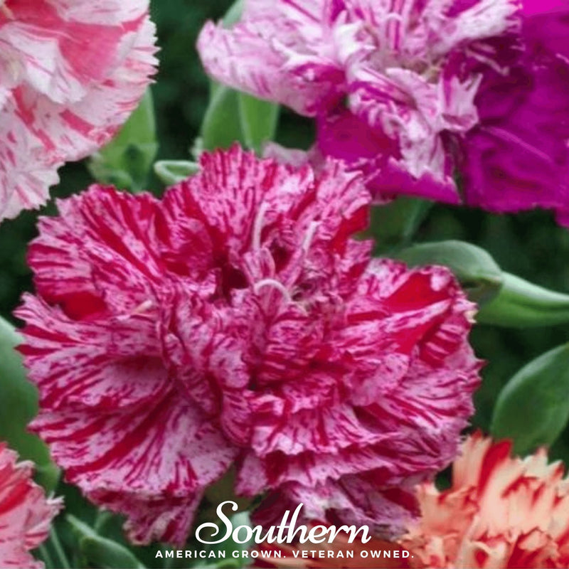 Load image into Gallery viewer, Chabaud Picotee Carnation Mix – 25 Seeds
