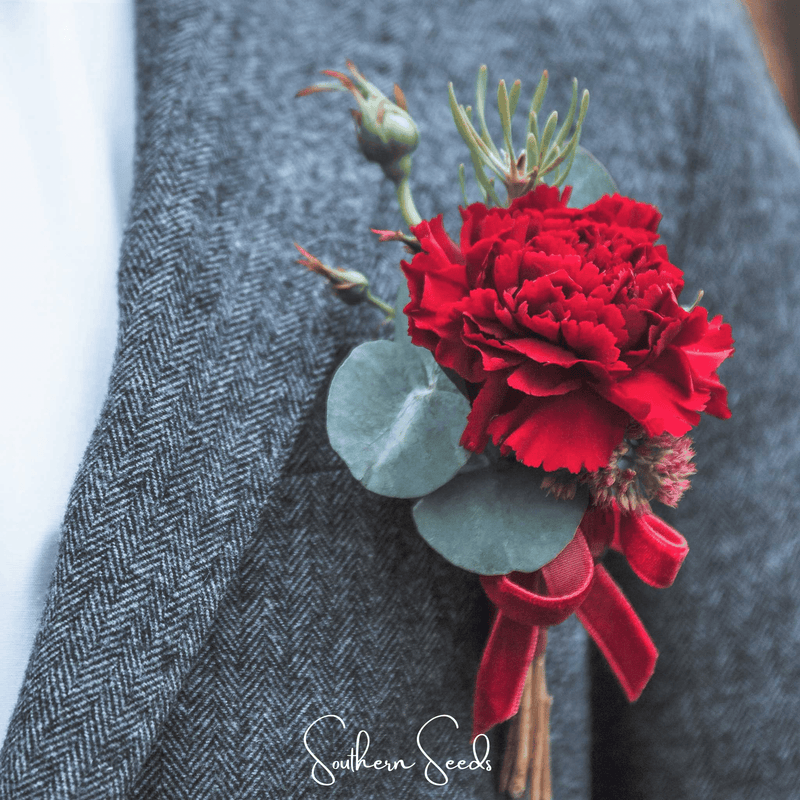 Load image into Gallery viewer, Etincellant Carnation – 25 Seeds
