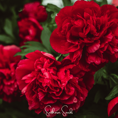 Etincellant Carnation – 25 Seeds, additional product view 2