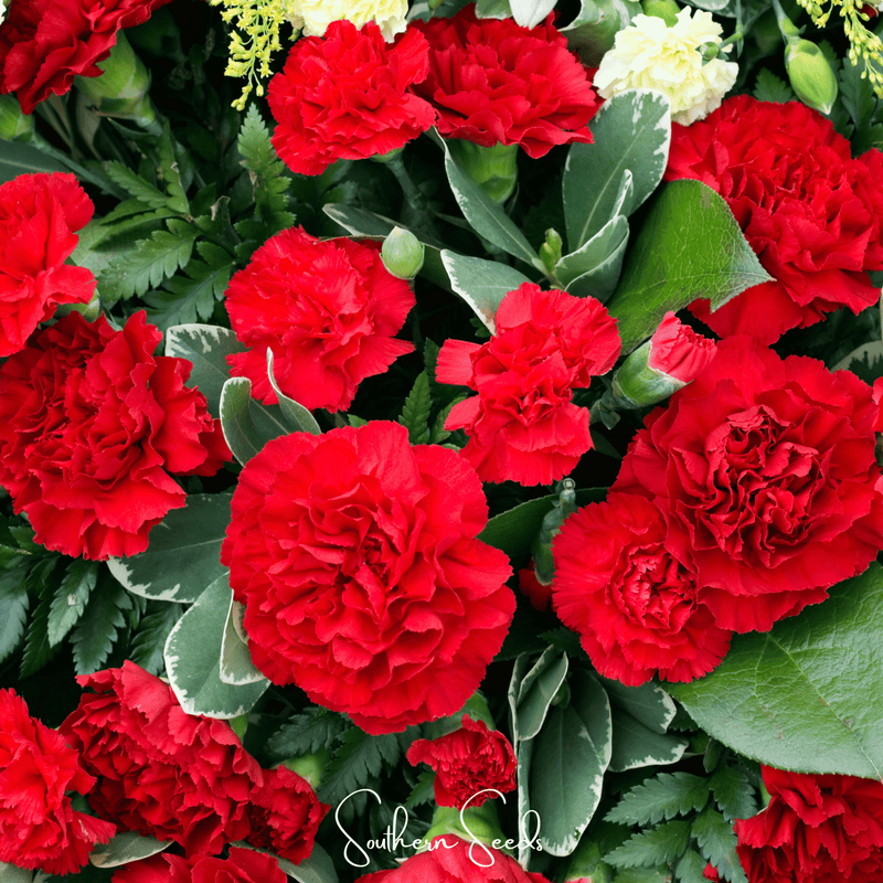 Load image into Gallery viewer, Etincellant Carnation – 25 Seeds
