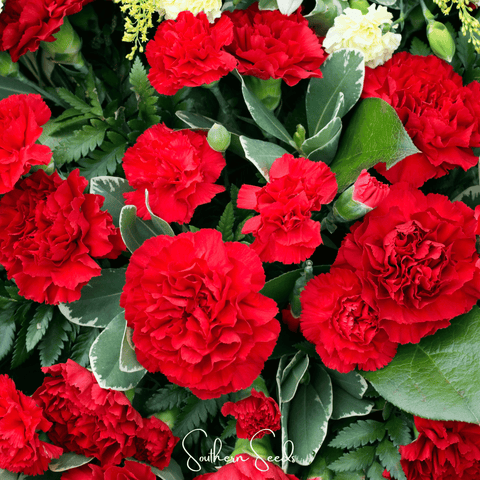 Etincellant Carnation 25 Seeds