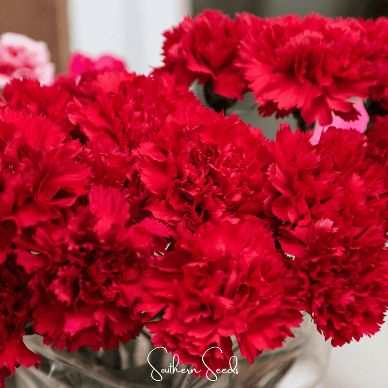 Load image into Gallery viewer, Etincellant Carnation – 25 Seeds
