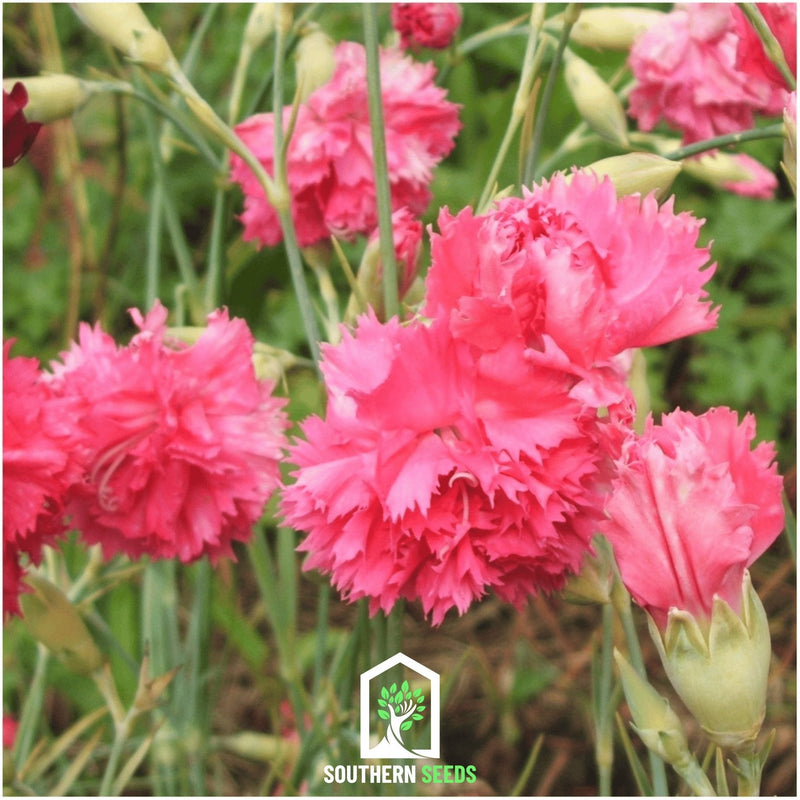 Load image into Gallery viewer, Rose Grenadin Carnation – 25 Seeds
