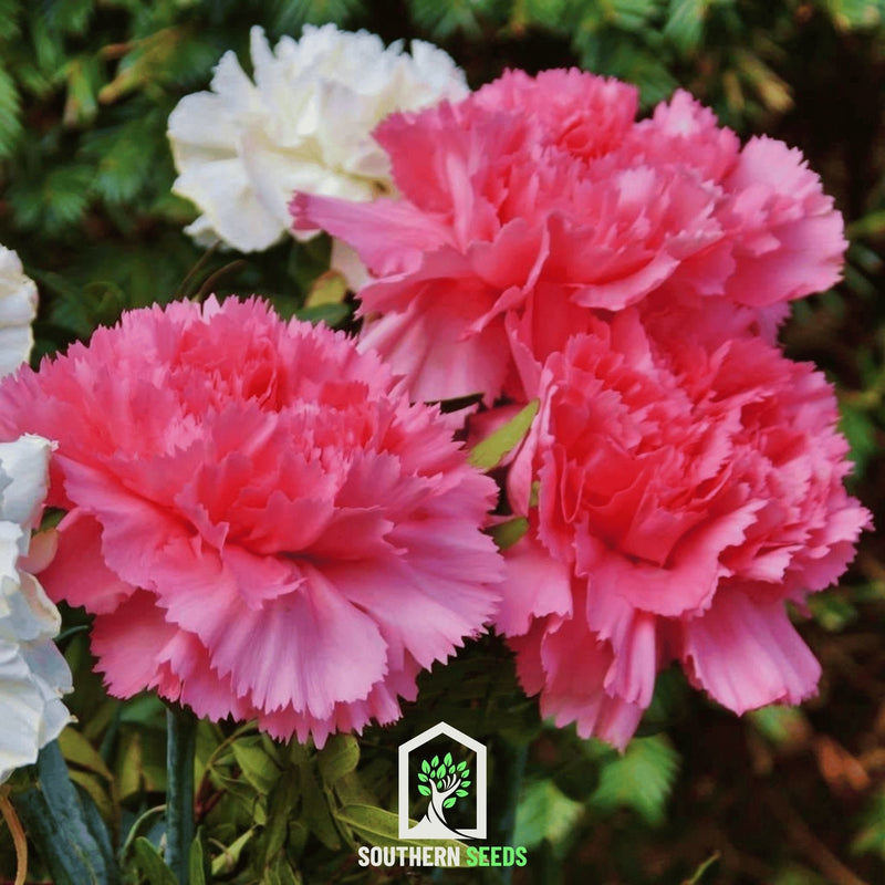 Load image into Gallery viewer, Rose Grenadin Carnation – 25 Seeds
