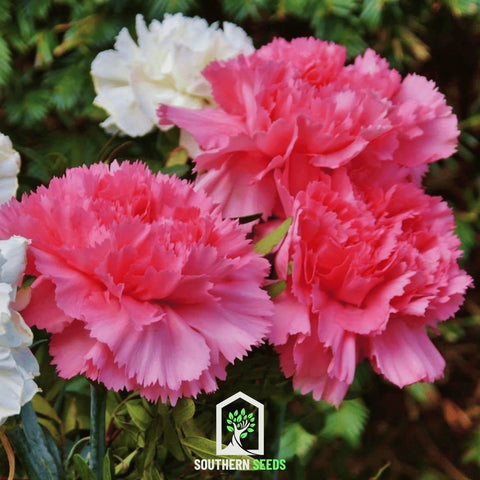 Rose Grenadin Carnation – 25 Seeds, additional product view 2