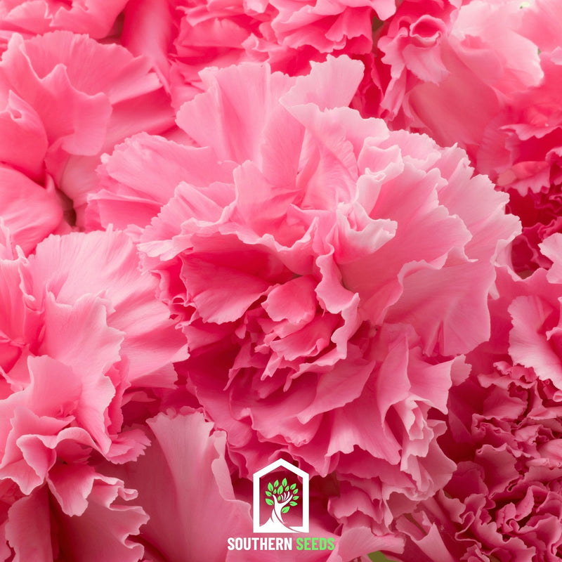 Load image into Gallery viewer, Rose Grenadin Carnation – 25 Seeds
