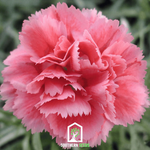 Rose Grenadin Carnation 25 Seeds