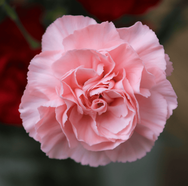 Load image into Gallery viewer, La France Carnation – 50 Seeds
