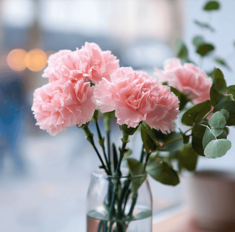 La France Carnation 50 Seeds