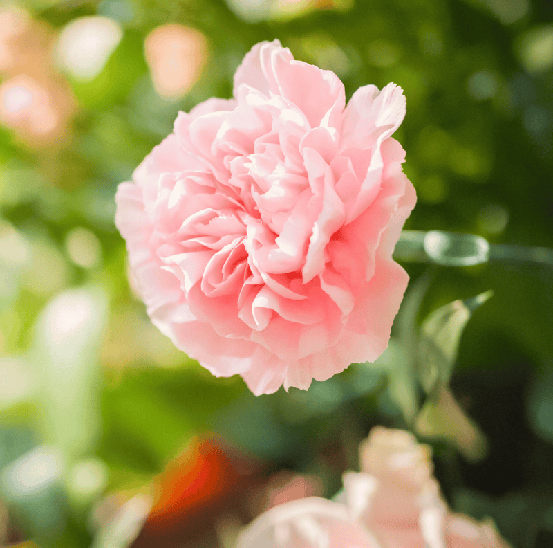 Load image into Gallery viewer, La France Carnation – 50 Seeds

