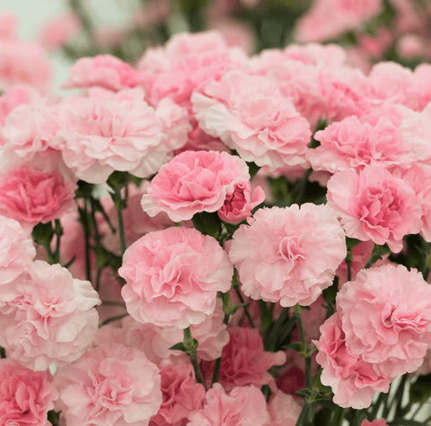 La France Carnation – 50 Seeds, additional product view 2