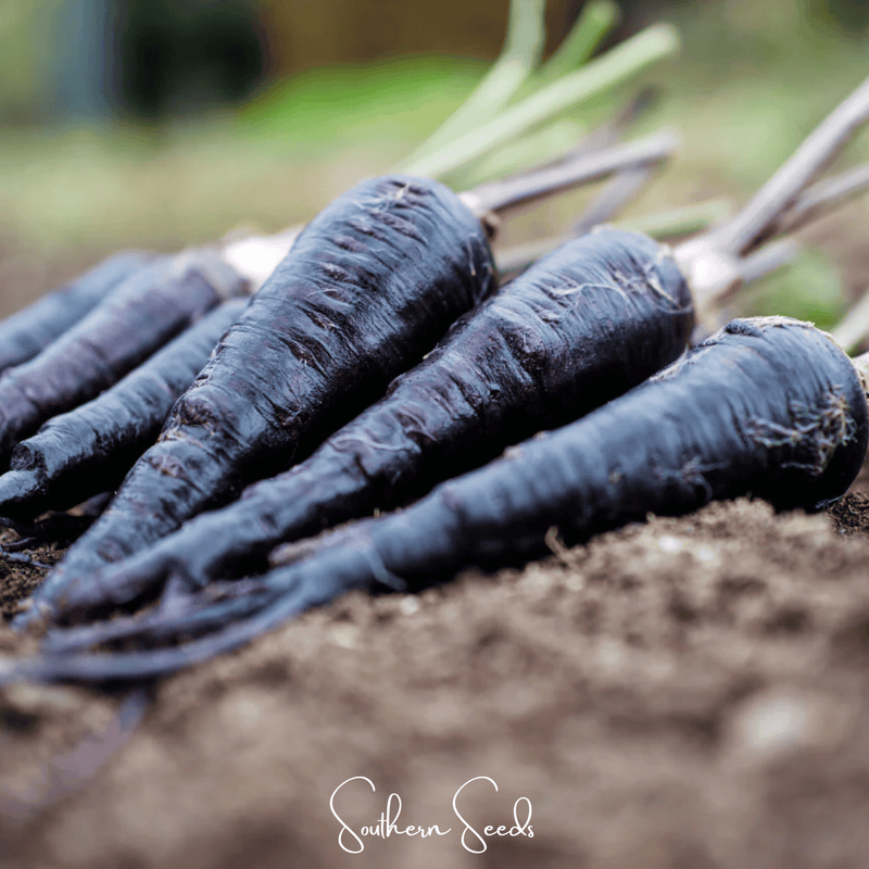 Load image into Gallery viewer, Black Nebula Carrot – 250 Seeds
