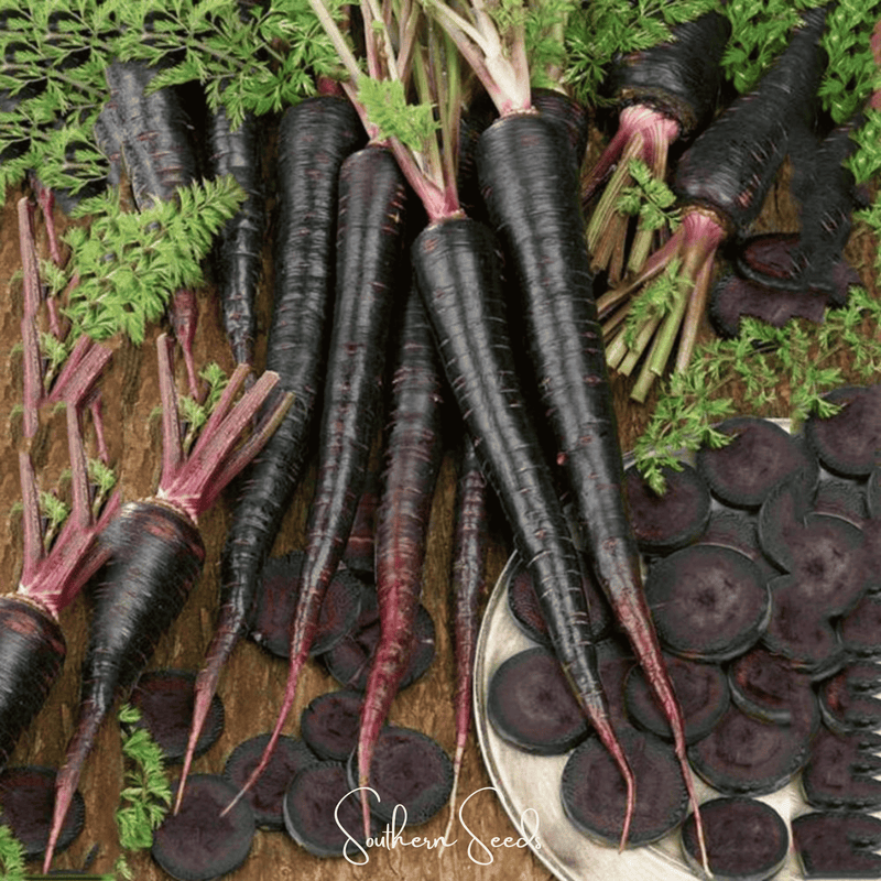Load image into Gallery viewer, Black Nebula Carrot – 250 Seeds
