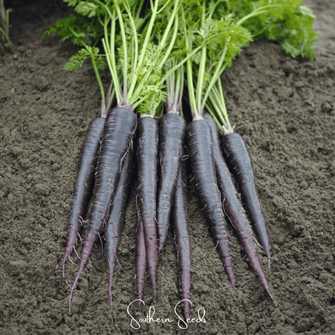 Black Nebula Carrot 250 Seeds