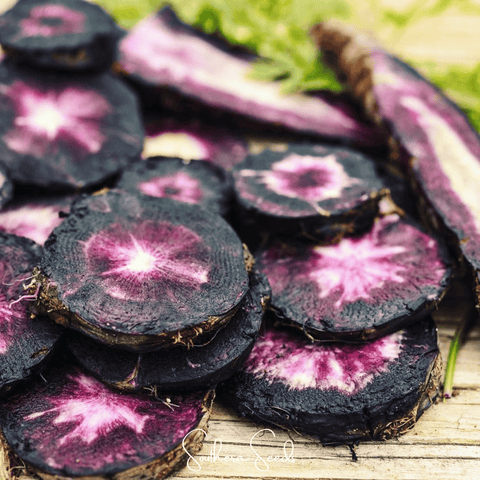 Black Nebula Carrot – 250 Seeds, additional product view 2