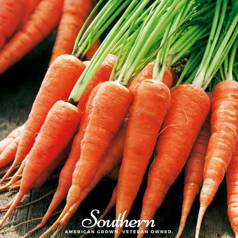 Load image into Gallery viewer, Chantenay Red Core Carrot – 250 Seeds
