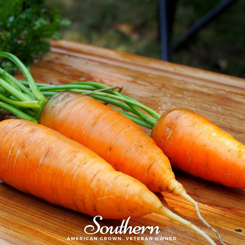 Load image into Gallery viewer, Chantenay Red Core Carrot – 250 Seeds
