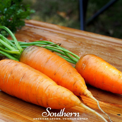 Chantenay Red Core Carrot seeds package, 250 count, GrowTime Garden Supply