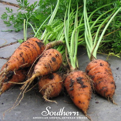 Chantenay Red Core Carrot – 250 Seeds, additional product view 2