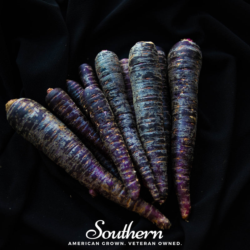 Load image into Gallery viewer, Cosmic Purple Carrot – 250 Seeds
