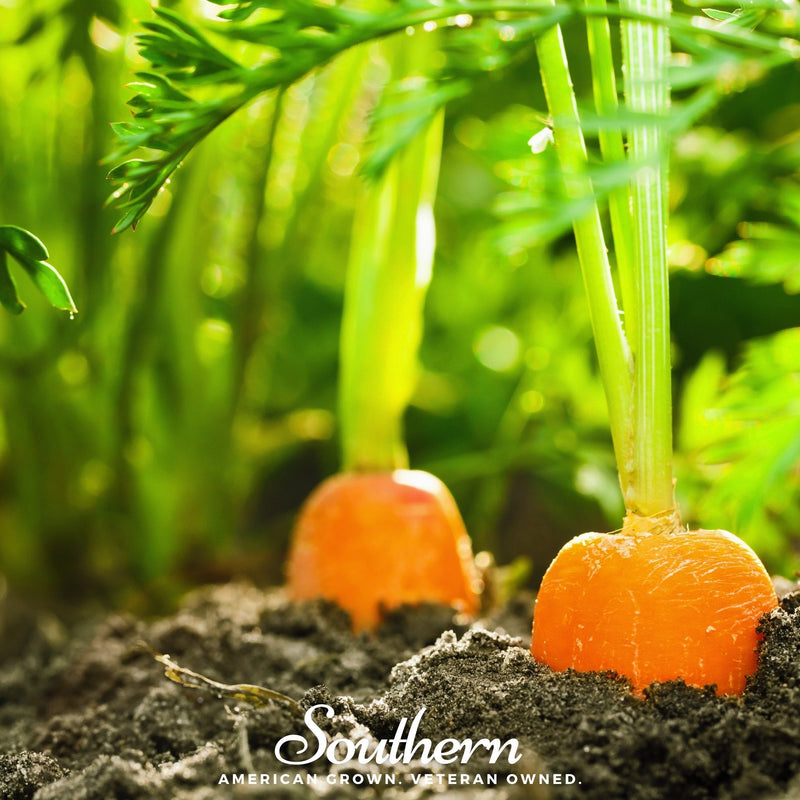 Load image into Gallery viewer, Danvers Carrot – 250 Seeds
