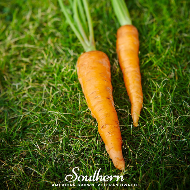 Load image into Gallery viewer, Danvers Carrot – 250 Seeds
