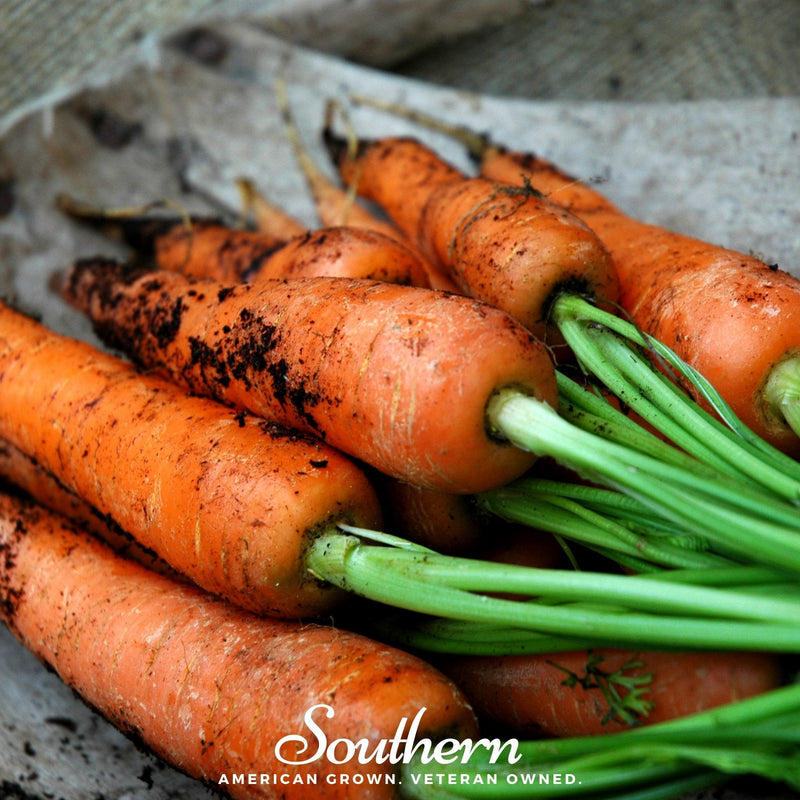 Load image into Gallery viewer, Danvers Carrot – 250 Seeds
