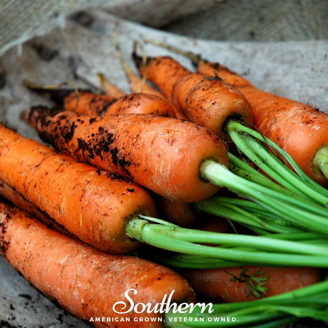 Danvers Carrot – 250 Seeds, additional product view 2