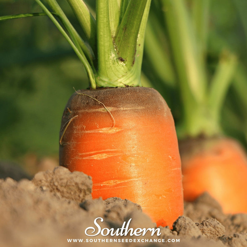 Load image into Gallery viewer, Imperator 58 Carrot – 250 Seeds
